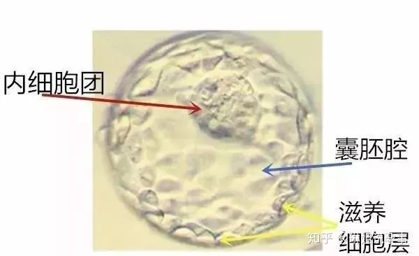 同性恋家庭可以选择借精借卵来生孩子？