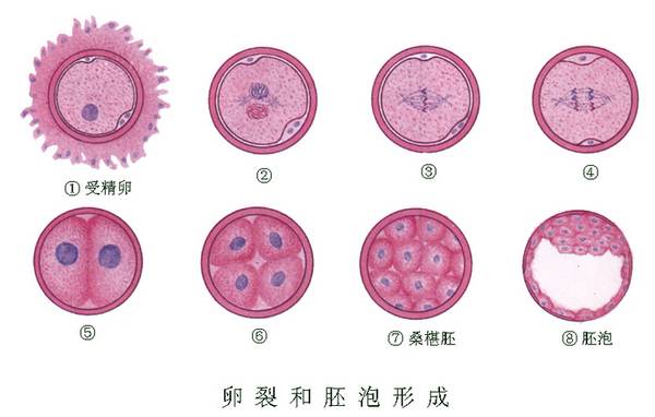 借卵助孕代生试管降调针是什么时候？下面是所有的注意事项!