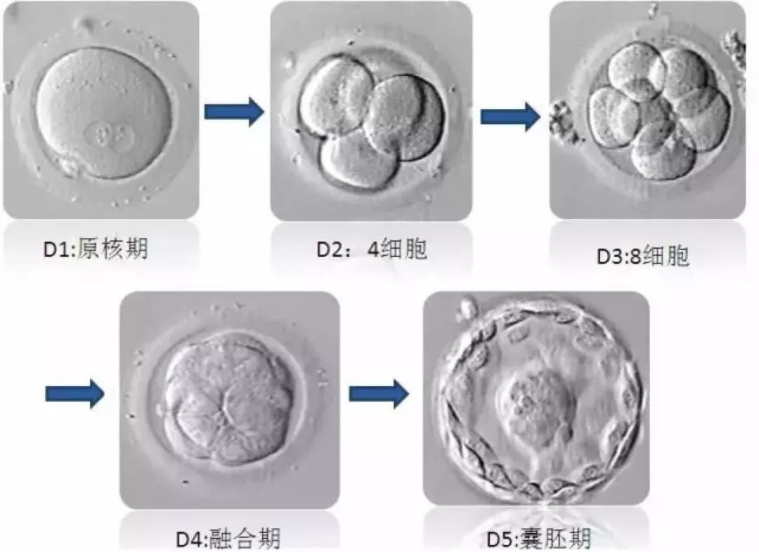 供卵试管婴儿孕妇年龄